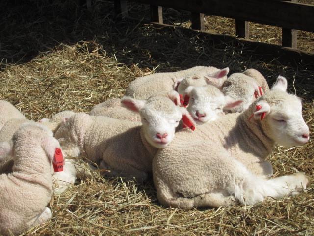 Yorkshire Farm Villa Sintoku Kültér fotó